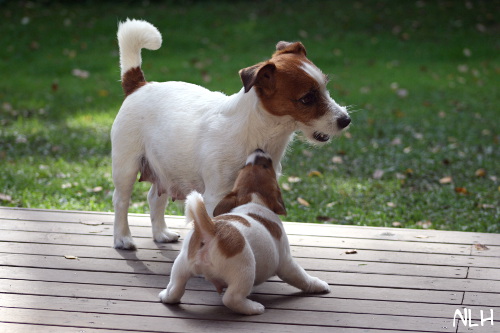 120920_inka hugo2.jpg - Inka & Wäinö (ent. Hugo)